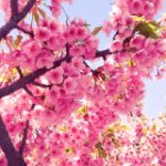 11335173_1460355397612592_720087349_a