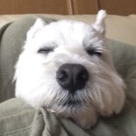 10809772_1113516375331641_1636360707_a