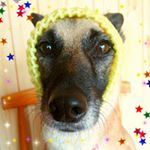 11934617_458691034256242_255609856_a