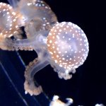 10549844_770387629671755_529790640_a