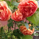 11263625_358644121012350_632198316_a