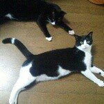 11311196_1700741493482634_974913690_a