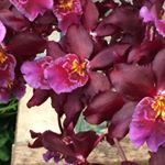 10838705_1466779013628283_2140682546_a