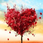 11049432_1386090961707925_1999740462_a