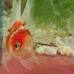 11887200_1692864550936276_136182110_a