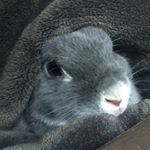 11918019_1493009237681162_1427737660_a