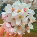 11084870_576088725867491_546935737_a