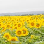 11417425_1511484362475393_413278260_a