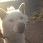 11820648_1043669402324852_87882721_a