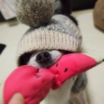 10561112_280146335505363_588063220_a