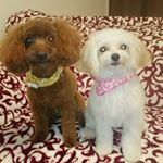 11312112_989811434416685_427943109_a