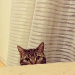 11313496_634684846675184_183962509_a