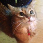 11138009_1589917657959401_1652456402_a