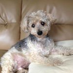 1799739_847892381939635_188224398_a