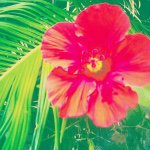 11334411_707314112708510_562759900_a