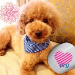 11375758_1624034371186855_2063521058_a