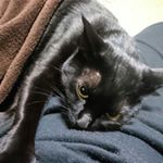 11875415_1483468025299249_684403433_a