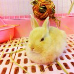 10723696_381190028672508_2029412977_a