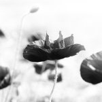 11358995_465971180232067_335080185_a