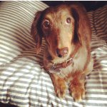 11351760_971242226270505_2083357607_a