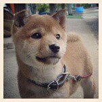 11358165_514460278712966_974327563_a