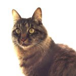 10986207_1412758242358698_1979157233_a