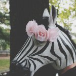 11821269_721257821312524_371321112_a