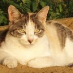 10349706_501668883343465_63368804_a