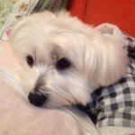 11849871_500735386769616_1973087468_a