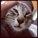 11419083_102268676791672_1041681409_a