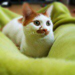 11142152_825400590828803_948147306_a