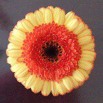 11428227_474345829392053_98011975_a