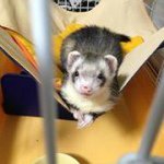 11856567_949020911822562_381308566_a