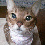 11356349_426197647587442_2037064741_a