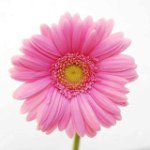 11015597_1595616087340960_1911482725_a