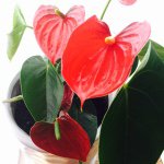 11325027_117714428571252_403751674_a