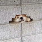 11950571_1650130455204062_1999962596_a