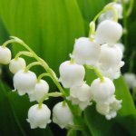 11386471_1580758298852791_552555123_a