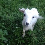 11373812_138930609779302_1713832886_a