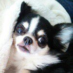 11055910_1644866735736209_609074137_a