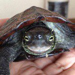 11849827_869975706406765_2071066160_a