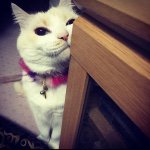 11005145_1541202752835642_1192941940_a