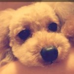 11410537_1519223334969305_522400906_a