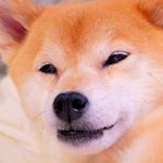 11917961_513053918854564_159858621_a