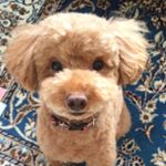 11352280_1477103685945584_1707566329_a