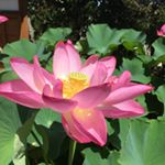 11428220_1046687202023299_1392416514_a