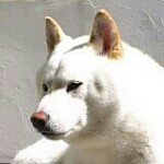 11311129_1007515415967353_1092567189_a