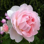 11311465_130876177253614_469949088_a