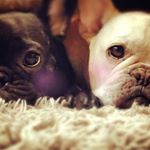 11850146_954453691284388_177333927_a