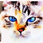 11417439_535588806589085_1822487053_a